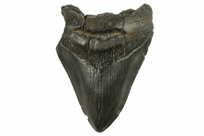 Bargain, Fossil Megalodon Tooth - South Carolina #294424